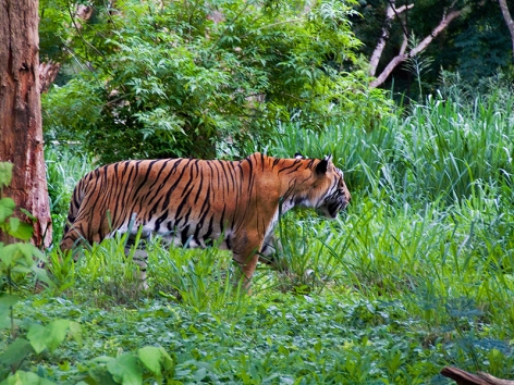 Tiger,_prince_manu,_r.r_ngr_blore,_Mysore_zoo.jpg
